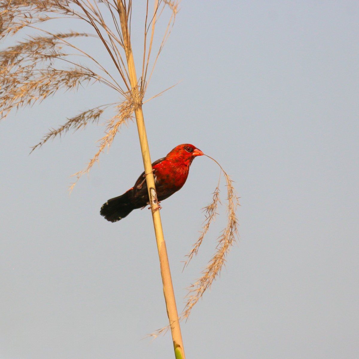 Red Avadavat - ML646043654