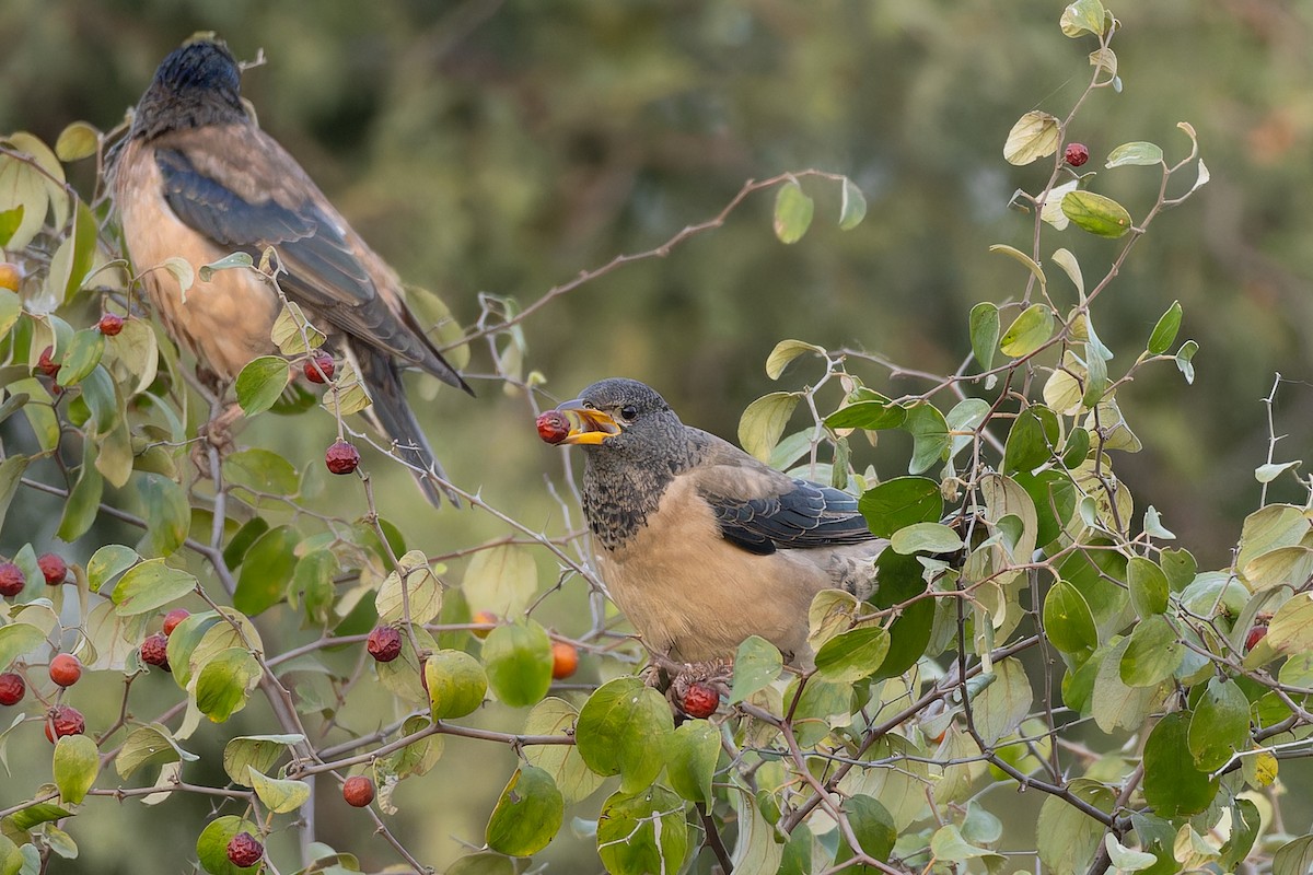 Rosy Starling - ML646043655