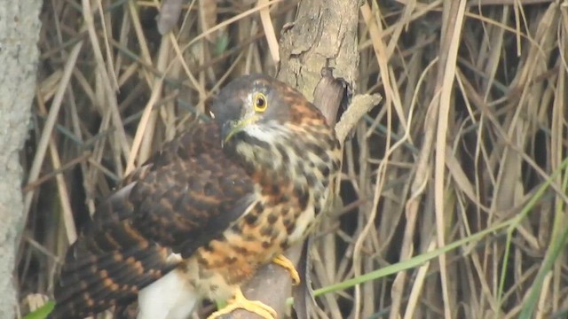 Large Hawk-Cuckoo - ML646043657