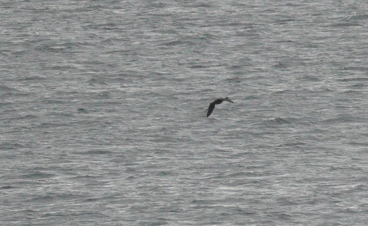 Great Cormorant - ML646043659