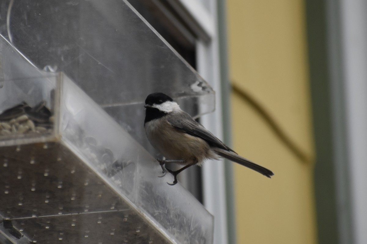 Carolina Chickadee - ML646043663