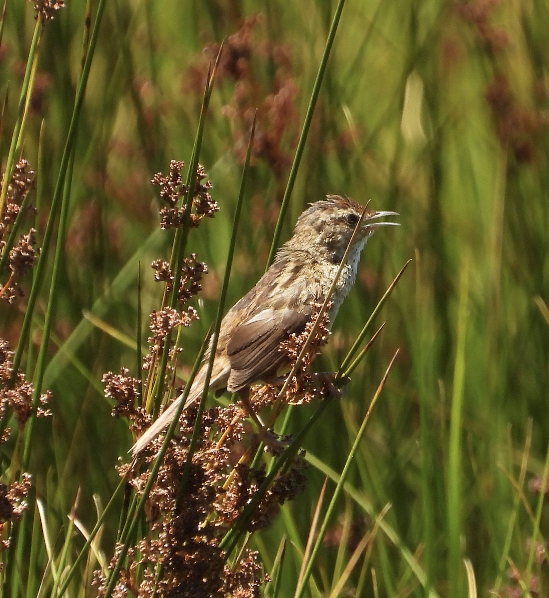 Yerbera Chica - ML646043665