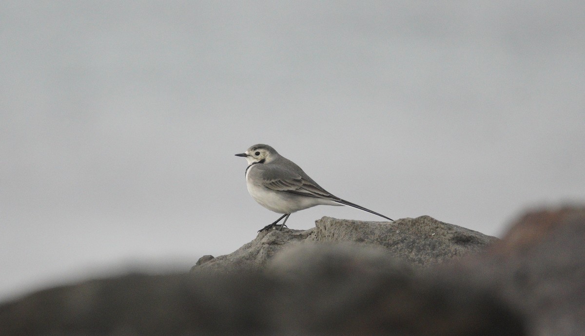 Белая трясогузка - ML646043666