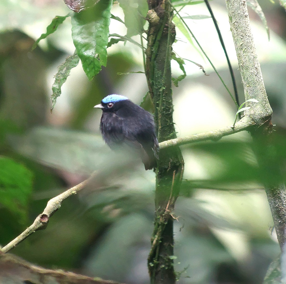 Velvety Manakin - ML646043667