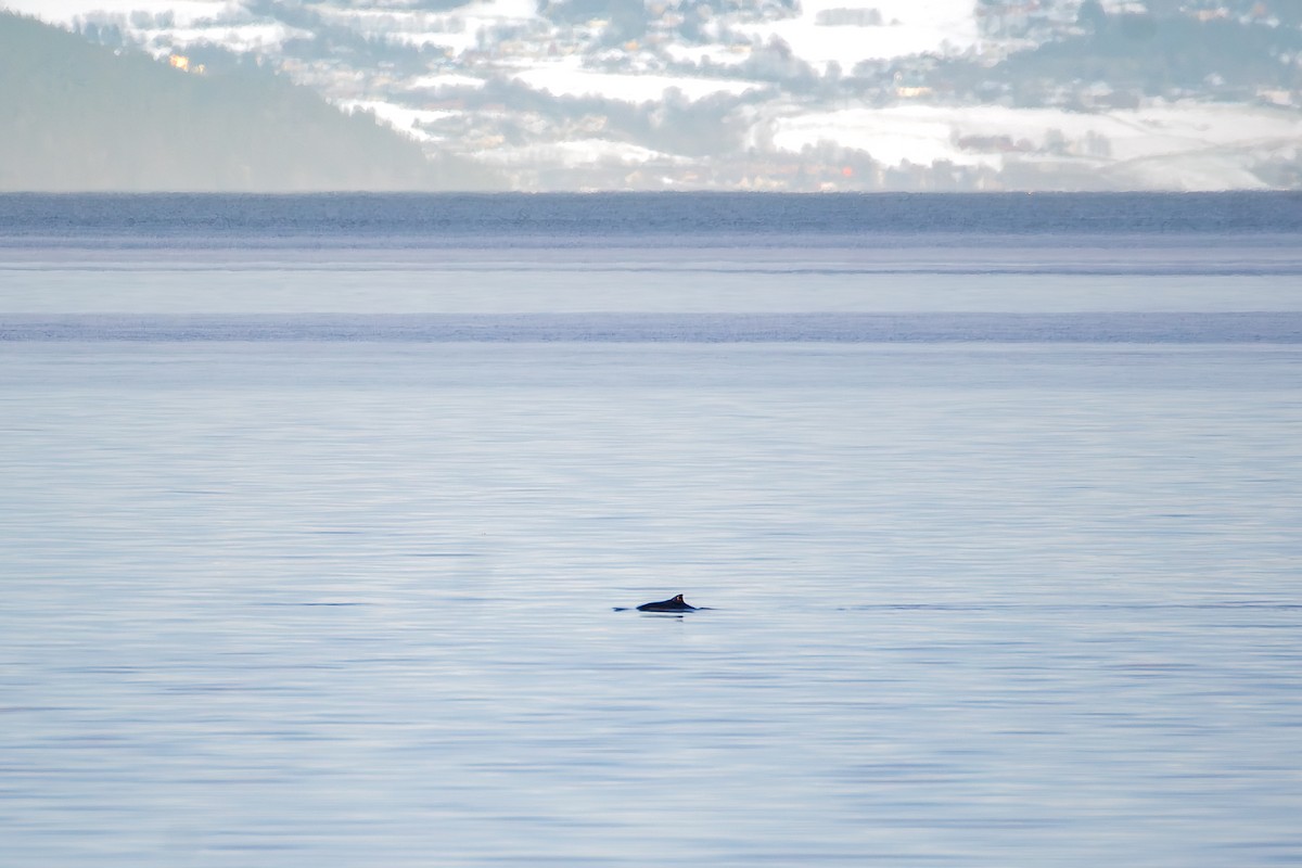 Harbour Porpoise - ML646043676