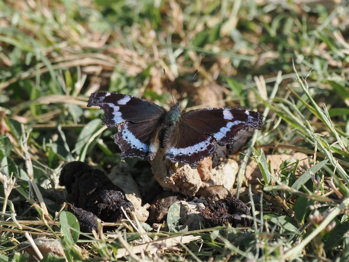 Blue Admiral - ML646043677