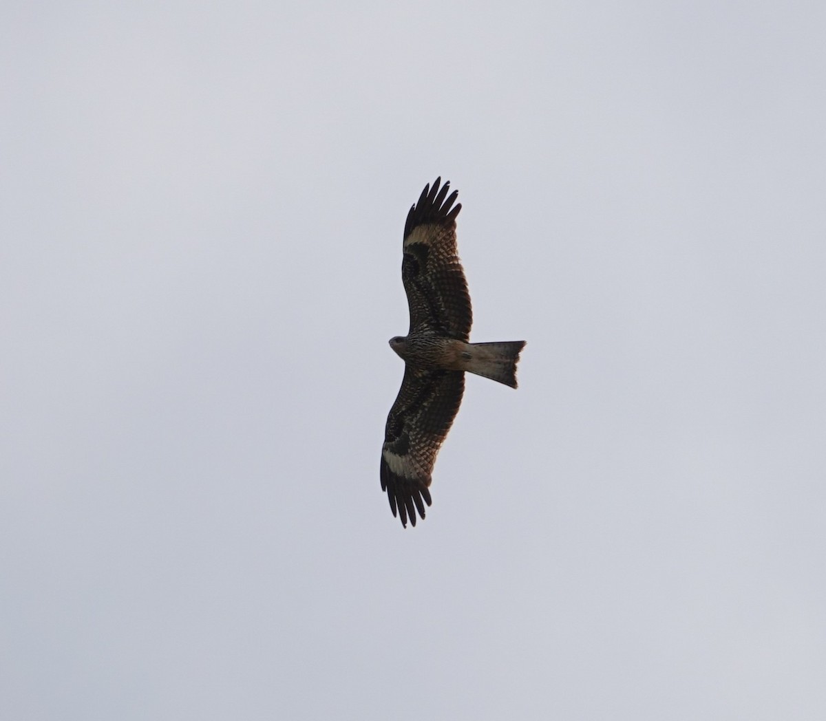 Kara Çaylak (lineatus/formosanus) - ML646043678