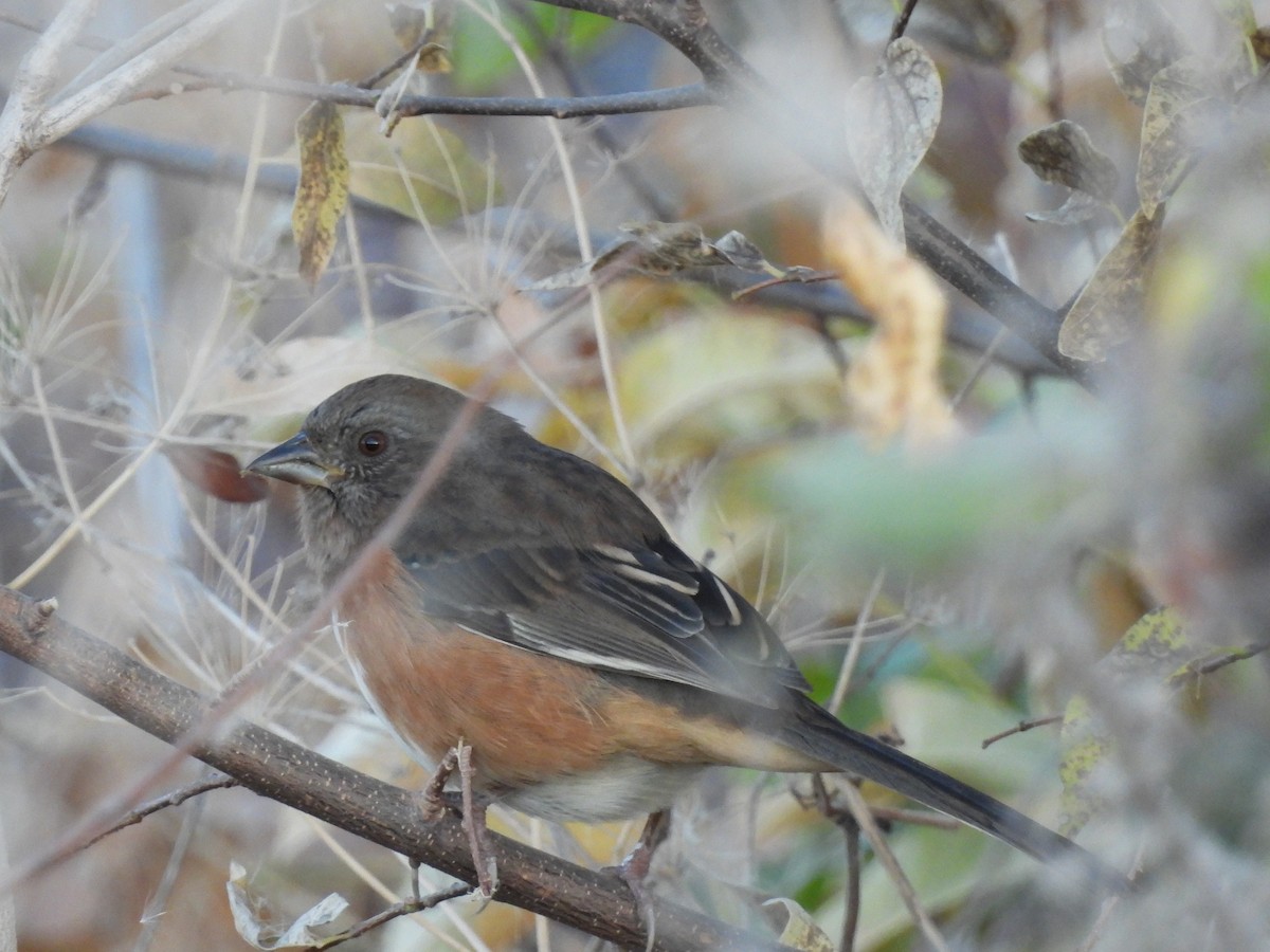 Eastern Towhee - ML646043679