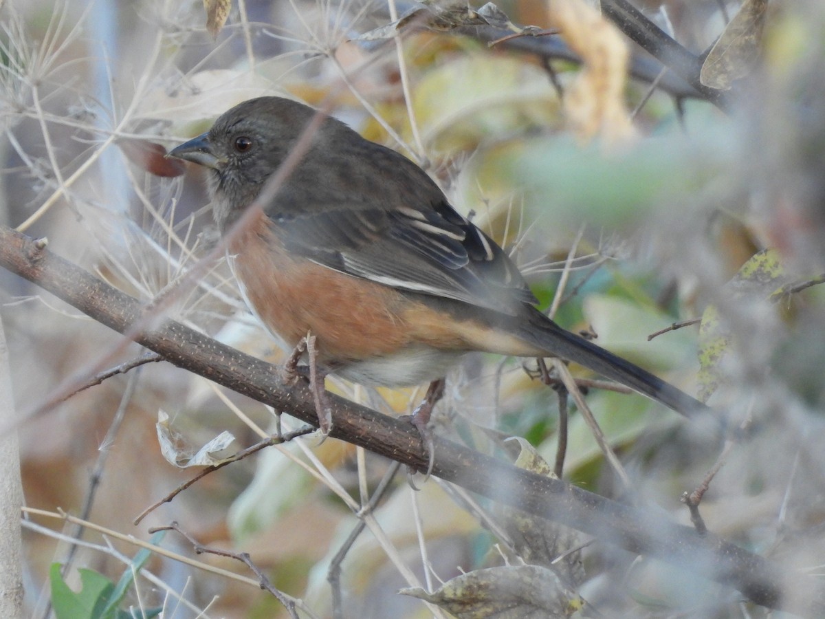 Eastern Towhee - ML646043680