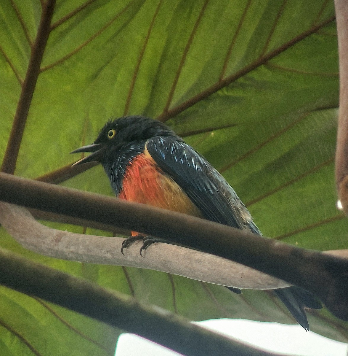 Scarlet-breasted Dacnis - ML646043686