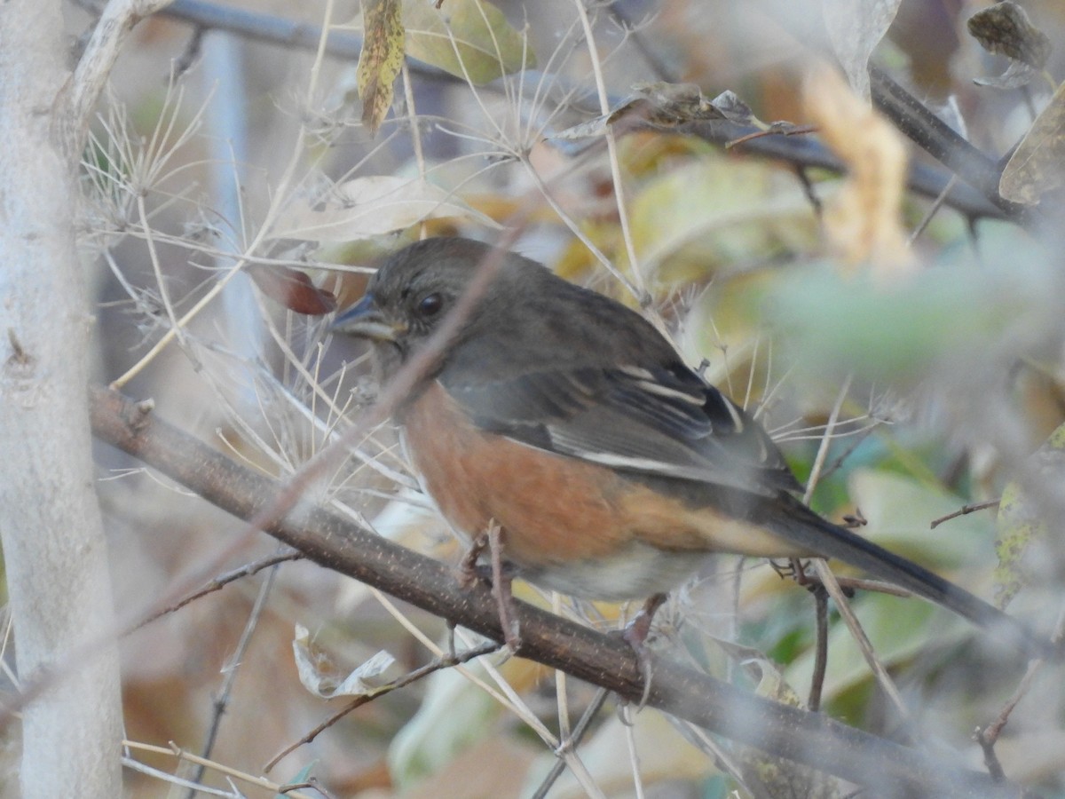 Eastern Towhee - ML646043687