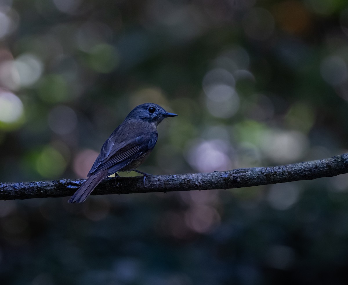 Pale-chinned Flycatcher - ML646043690
