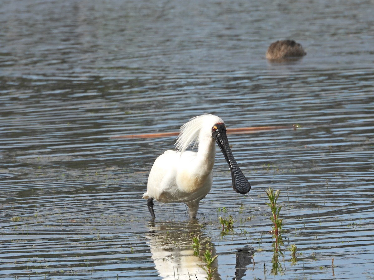 Косар королівський - ML646043699