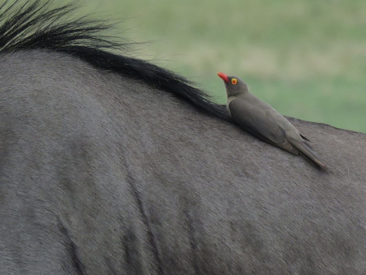 アカハシウシツツキ - ML646043704