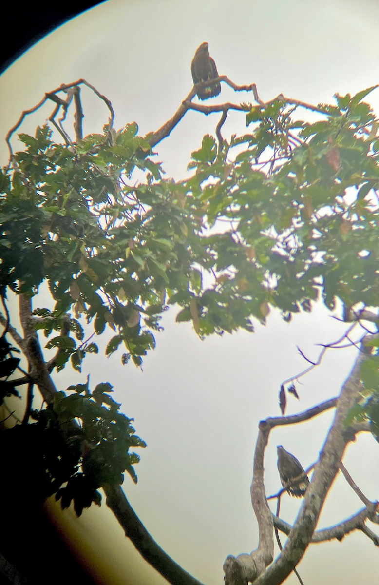 Crested Serpent-Eagle - ML646043722