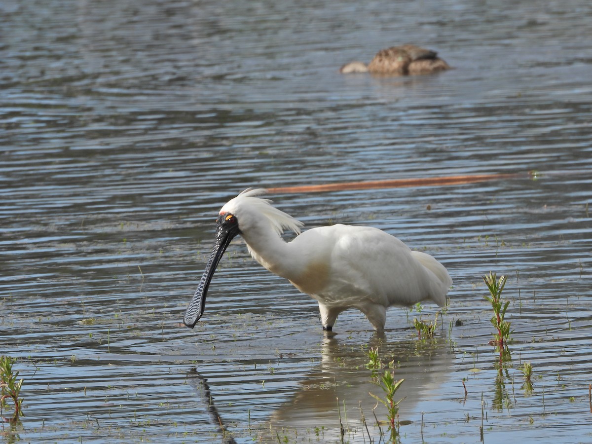 Косар королівський - ML646043723