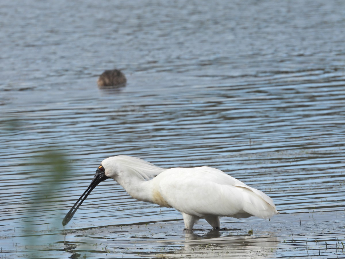 Косар королівський - ML646043729