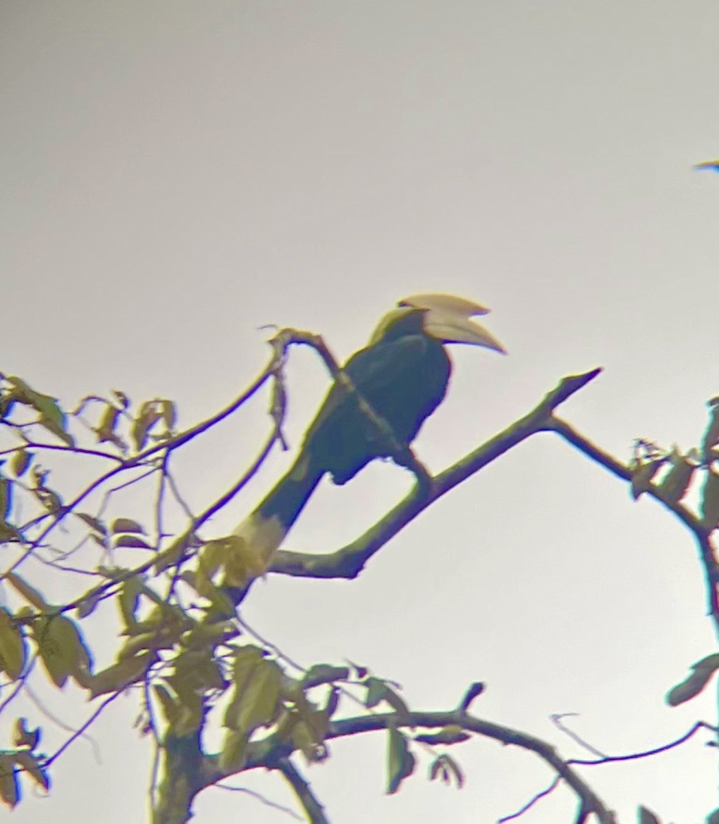 Oriental Pied-Hornbill - ML646043730