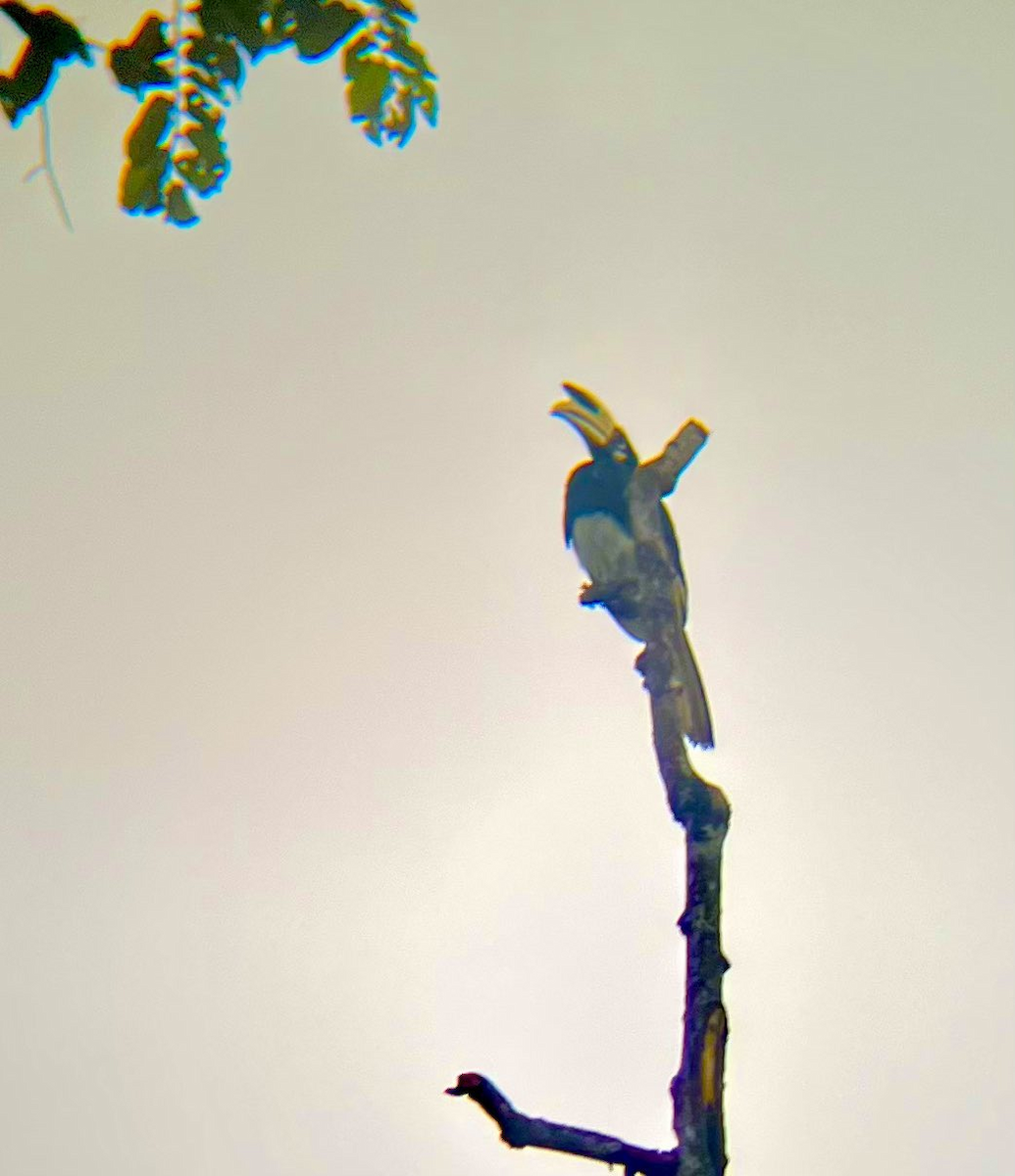 Oriental Pied-Hornbill - ML646043738