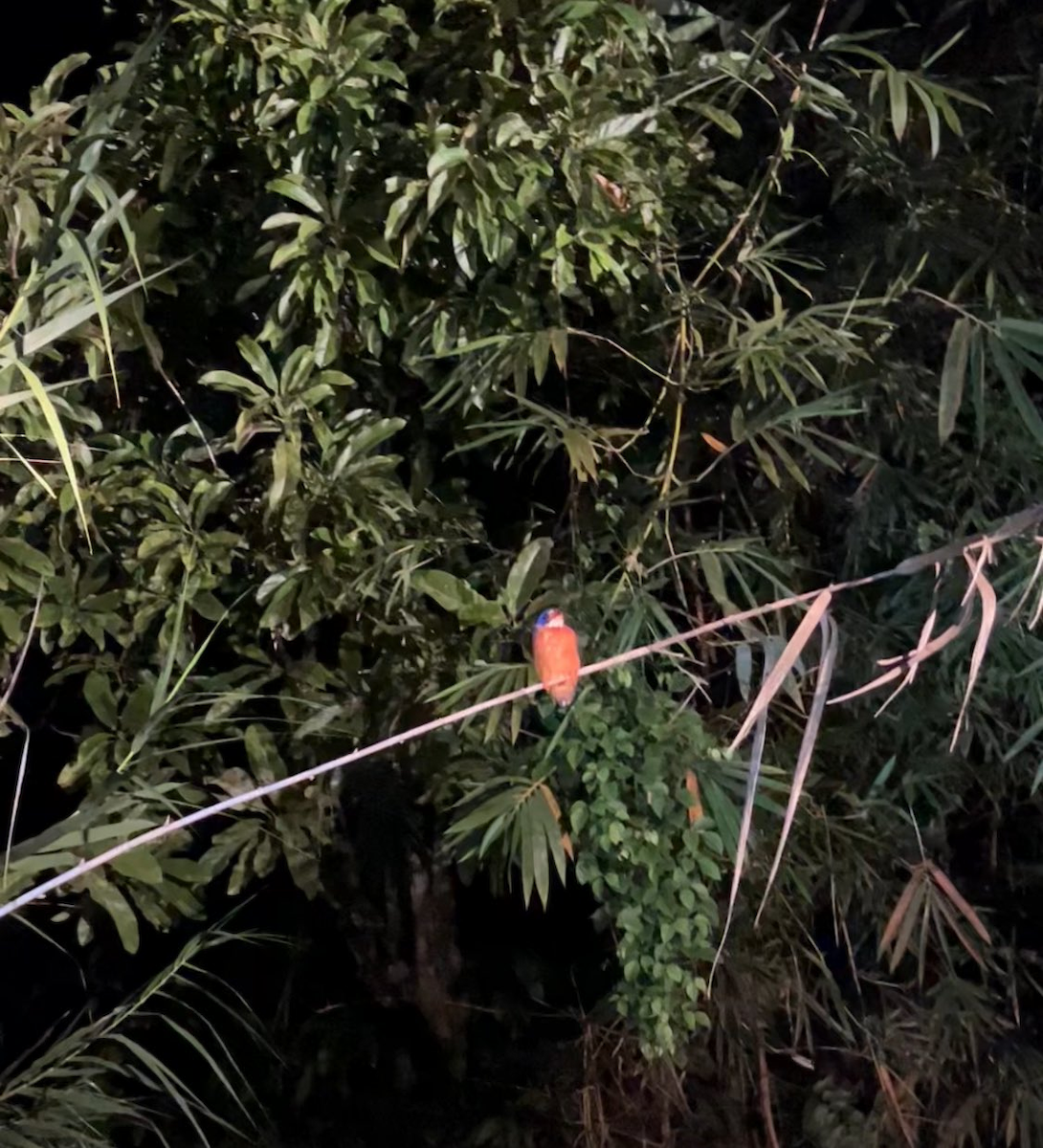 Blue-eared Kingfisher - ML646043741