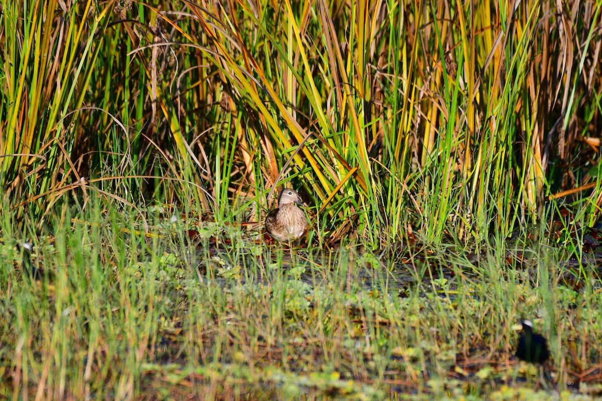 kachnička mandarínská - ML646043747
