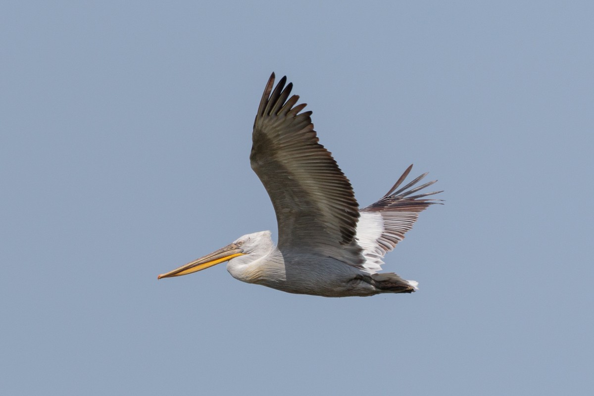 שקנאי מסולסל - ML646043749