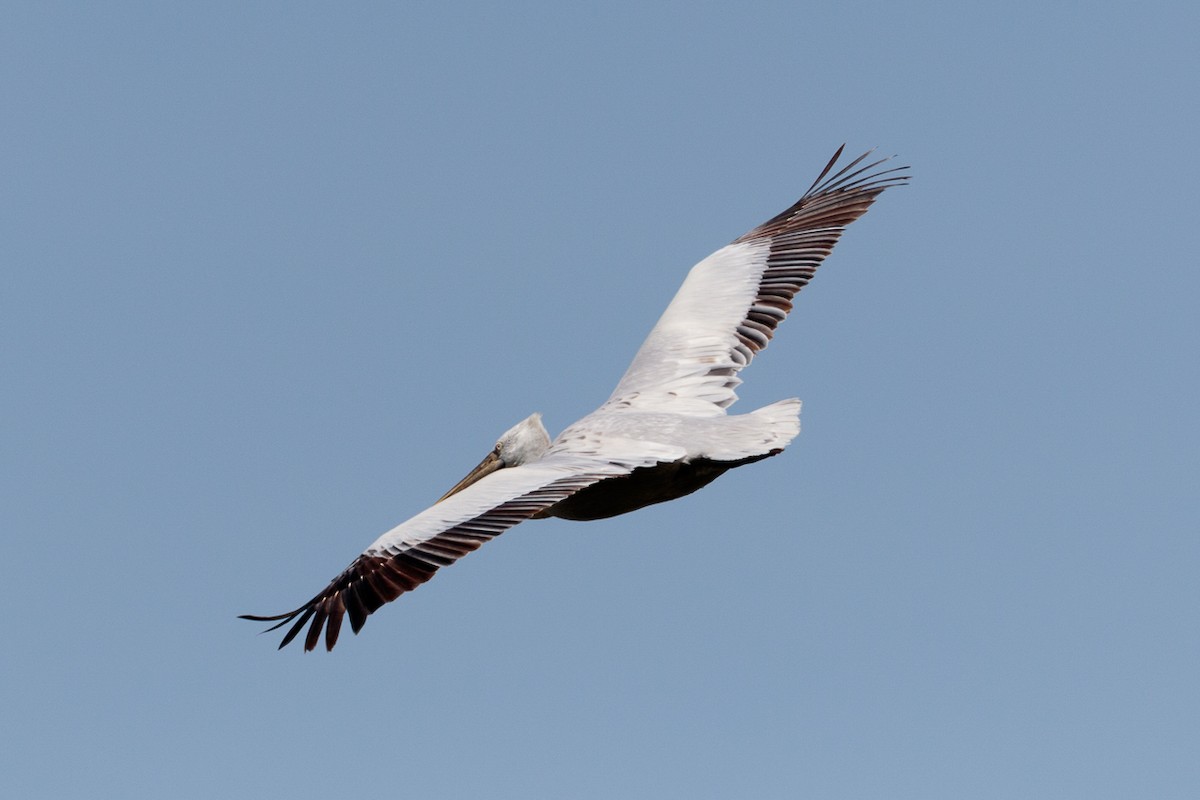 שקנאי מסולסל - ML646043750