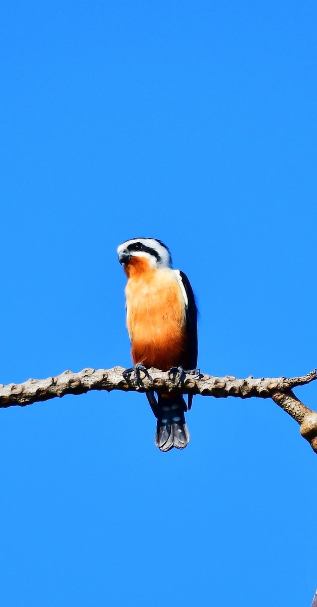 Collared Falconet - ML646043763