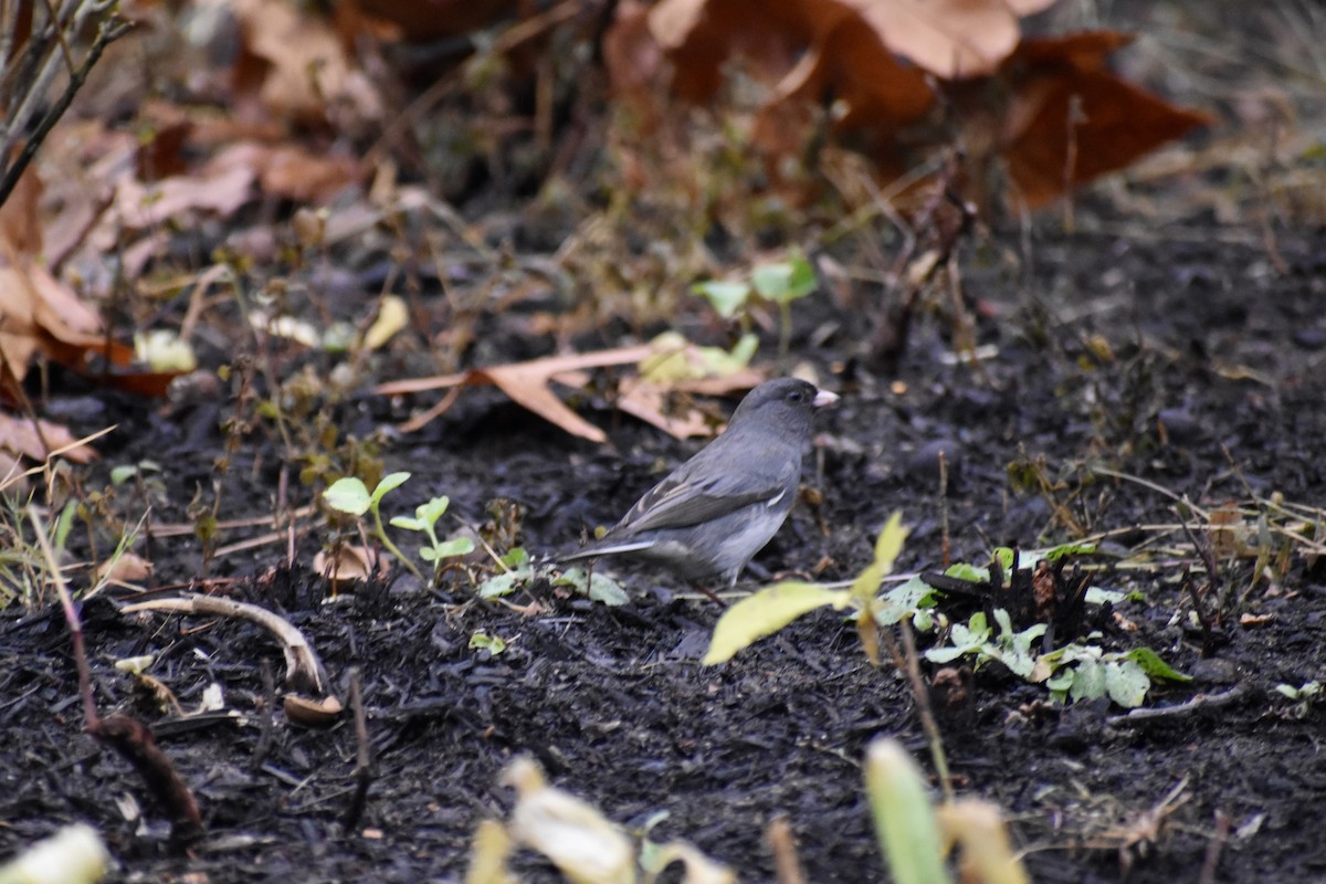 Dark-eyed Junco - ML646043764