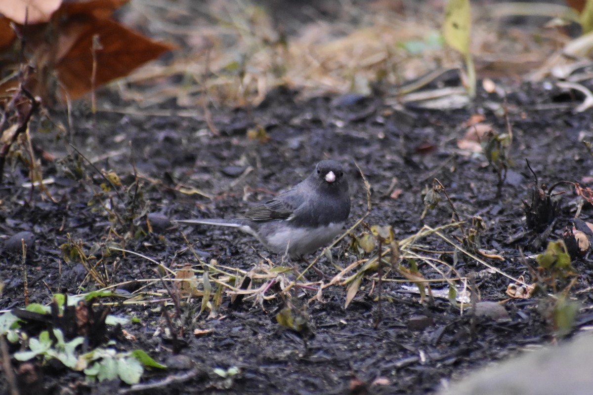 Dark-eyed Junco - ML646043769