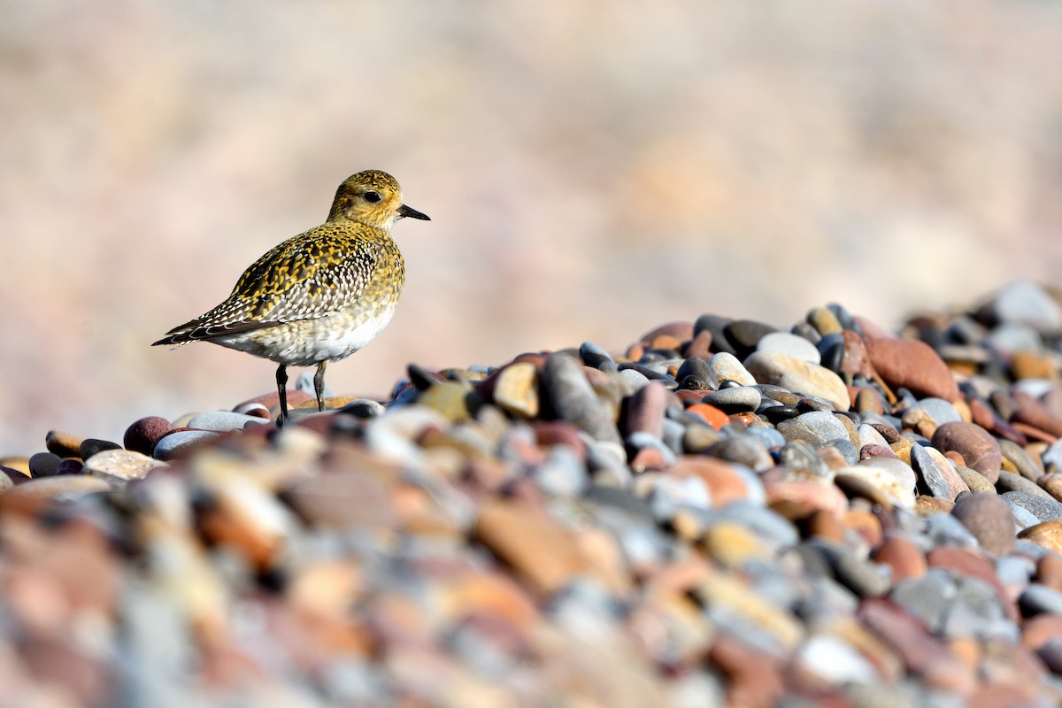 Сивка звичайна - ML646043783