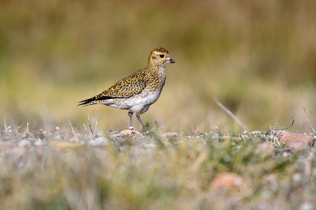 Сивка звичайна - ML646043785