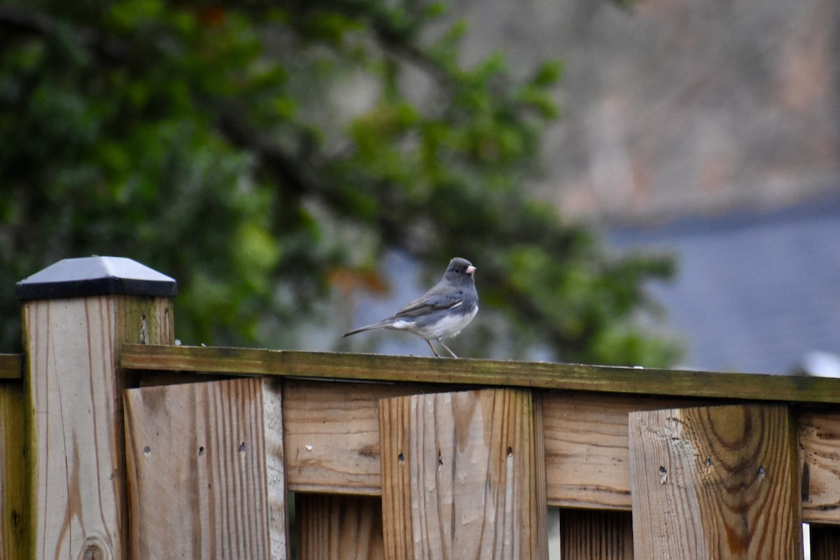 Dark-eyed Junco - ML646043787