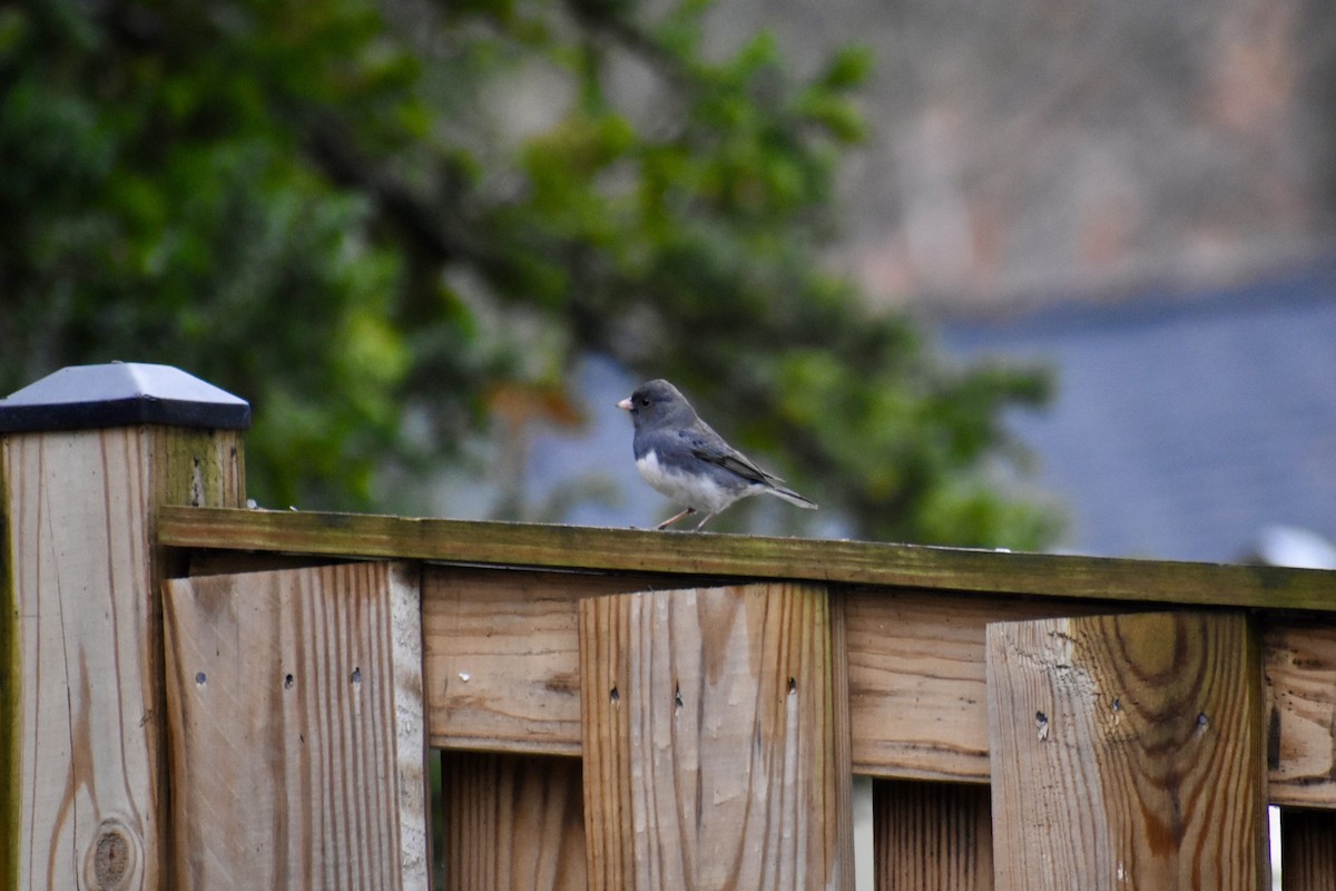 Dark-eyed Junco - ML646043792