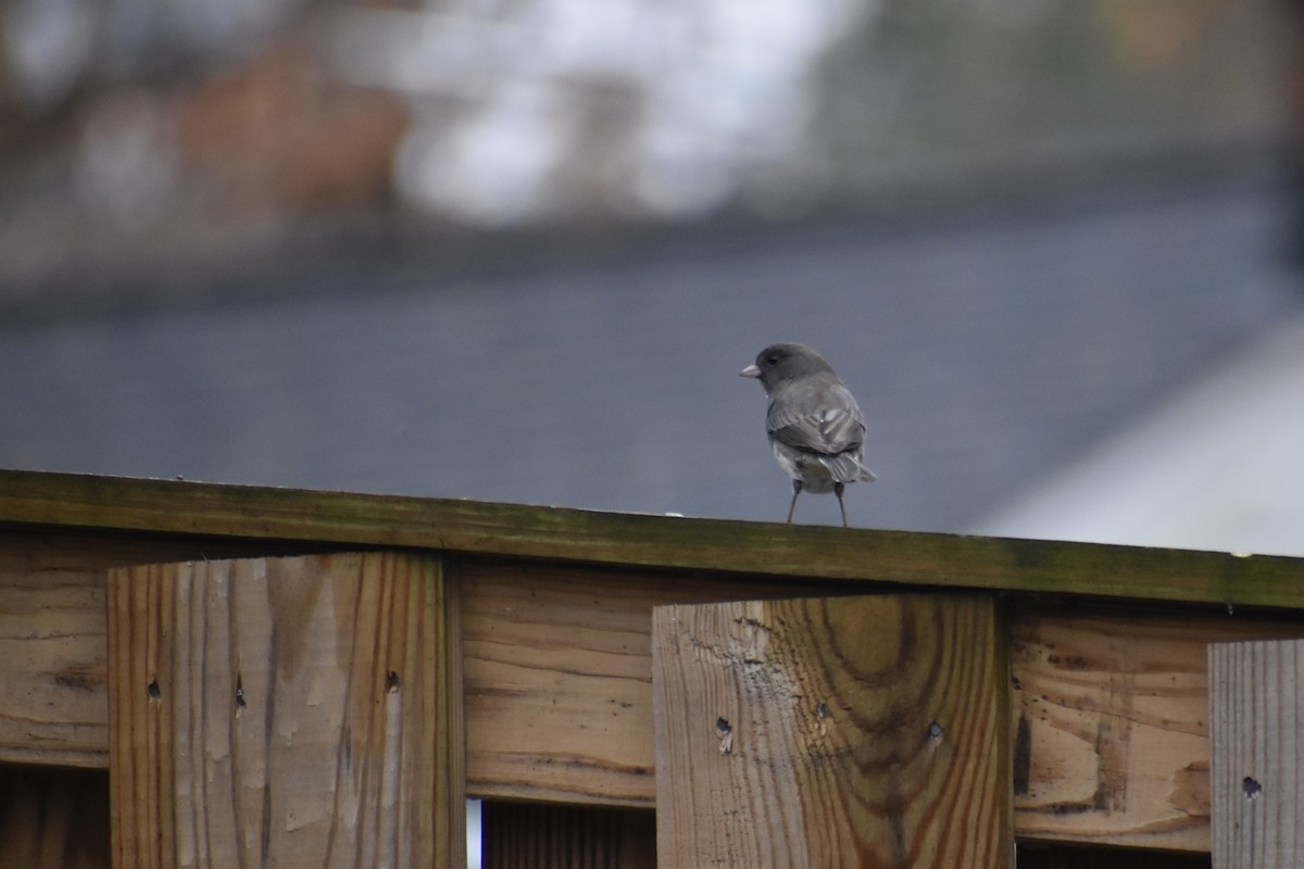 Dark-eyed Junco - ML646043795