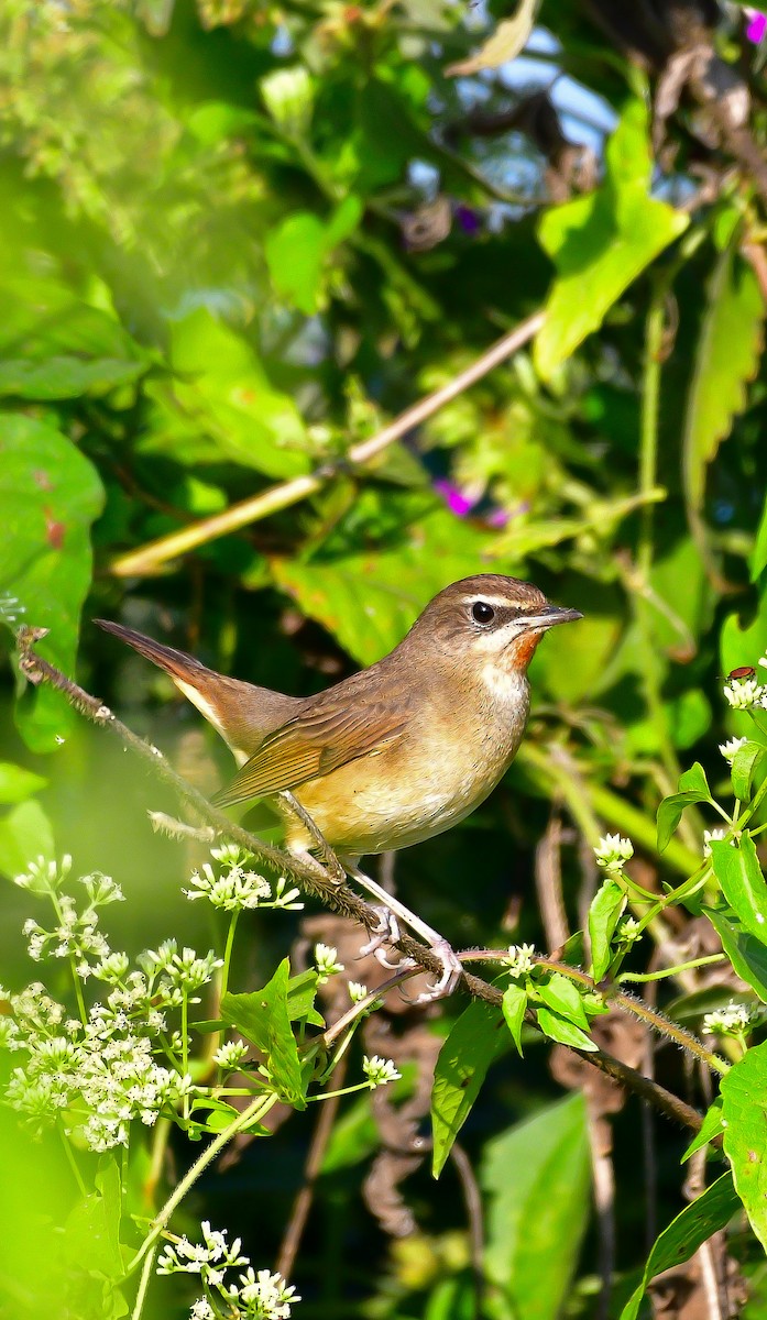 Siberian Rubythroat - ML646043804