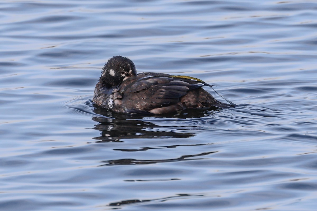 Harlequin Duck - ML646043813