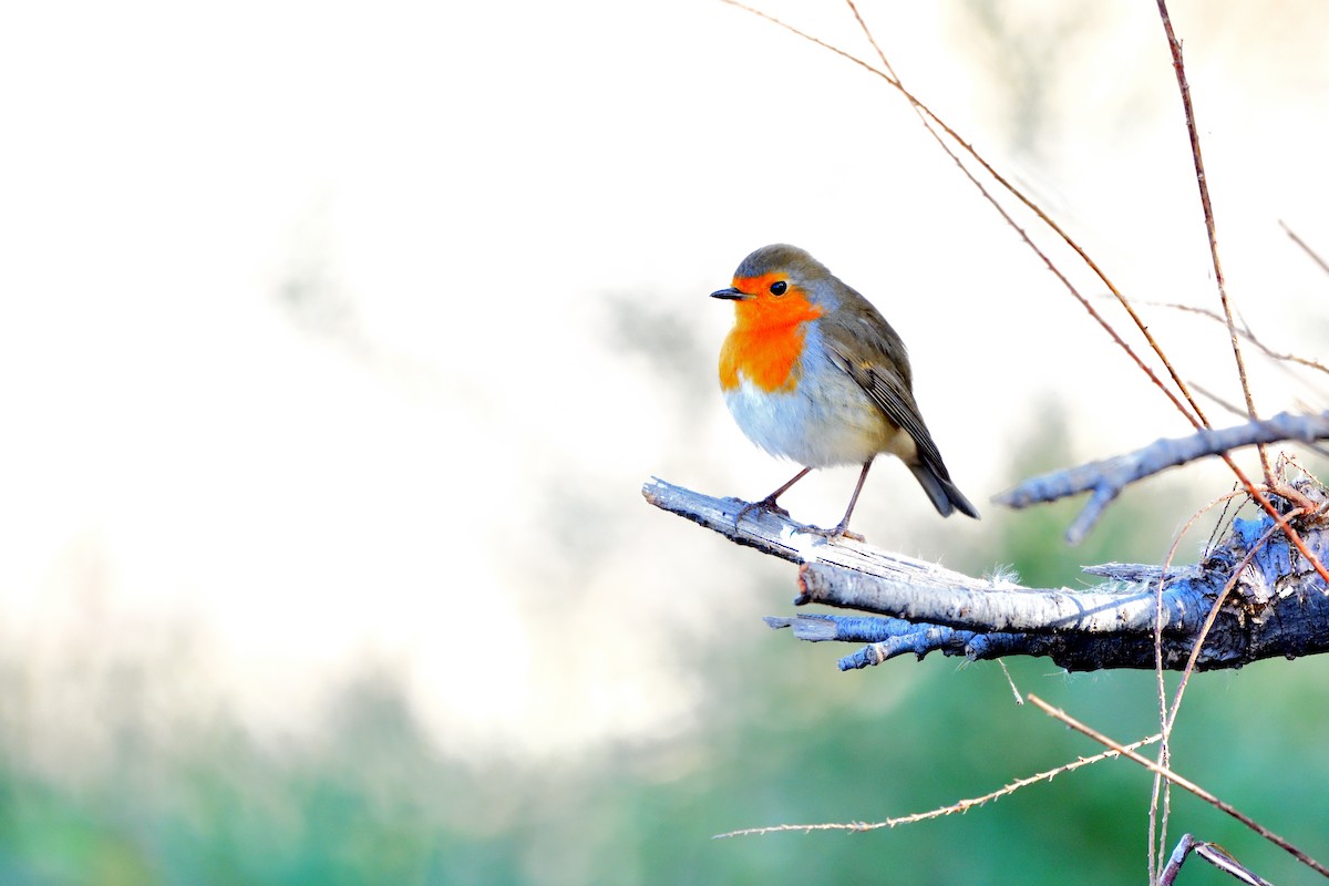 Pettirosso - ML646043814