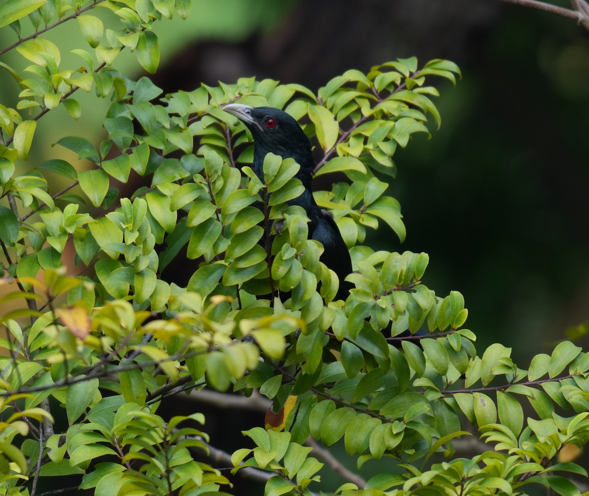 Asian Koel - ML646043824