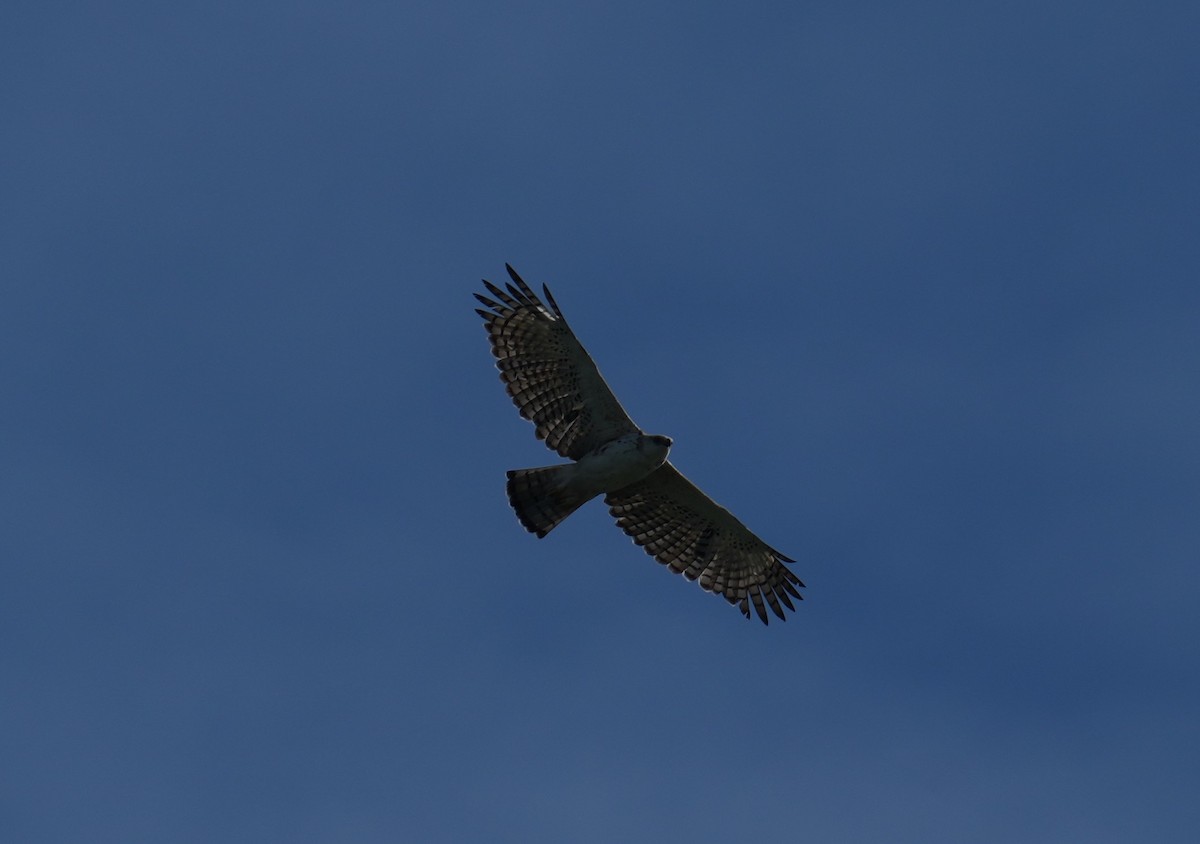 Changeable Hawk-Eagle - ML646043825