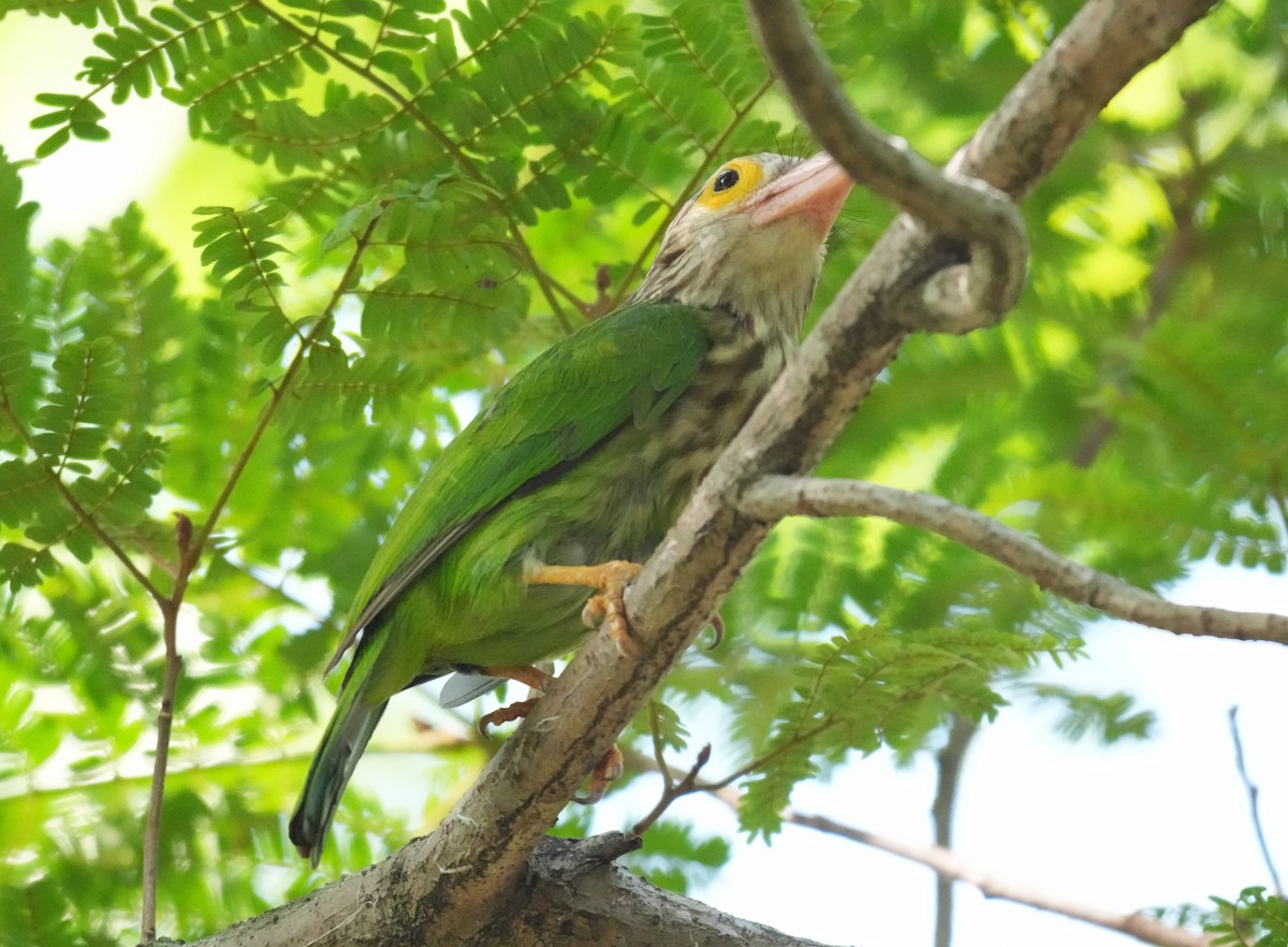 シロボシオオゴシキドリ - ML646043830