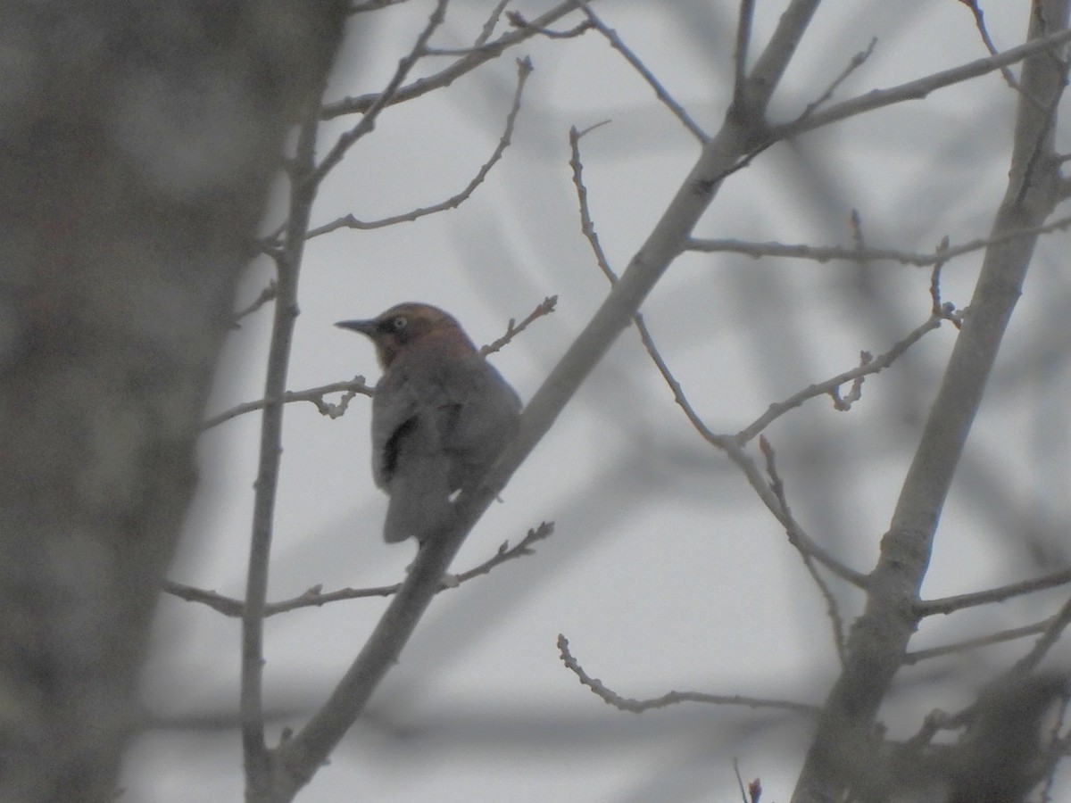 Rusty Blackbird - ML646043836