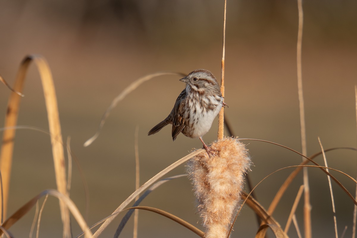 sangspurv - ML646043837