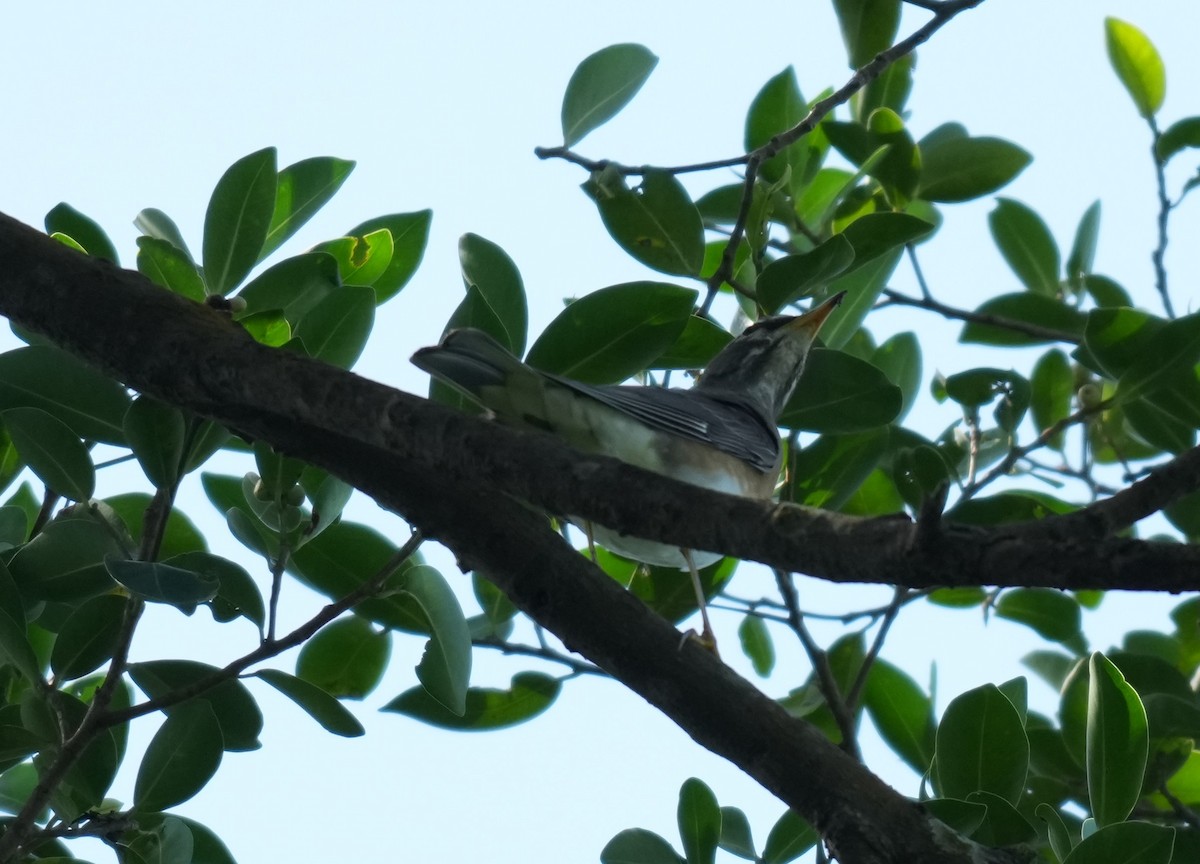 Eyebrowed Thrush - ML646043838
