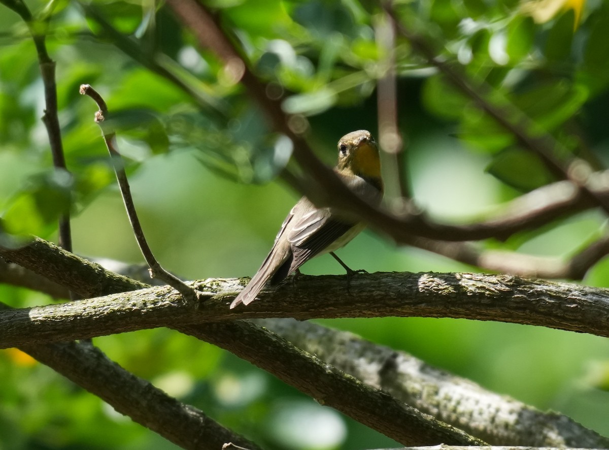 Mugimaki Flycatcher - ML646043841
