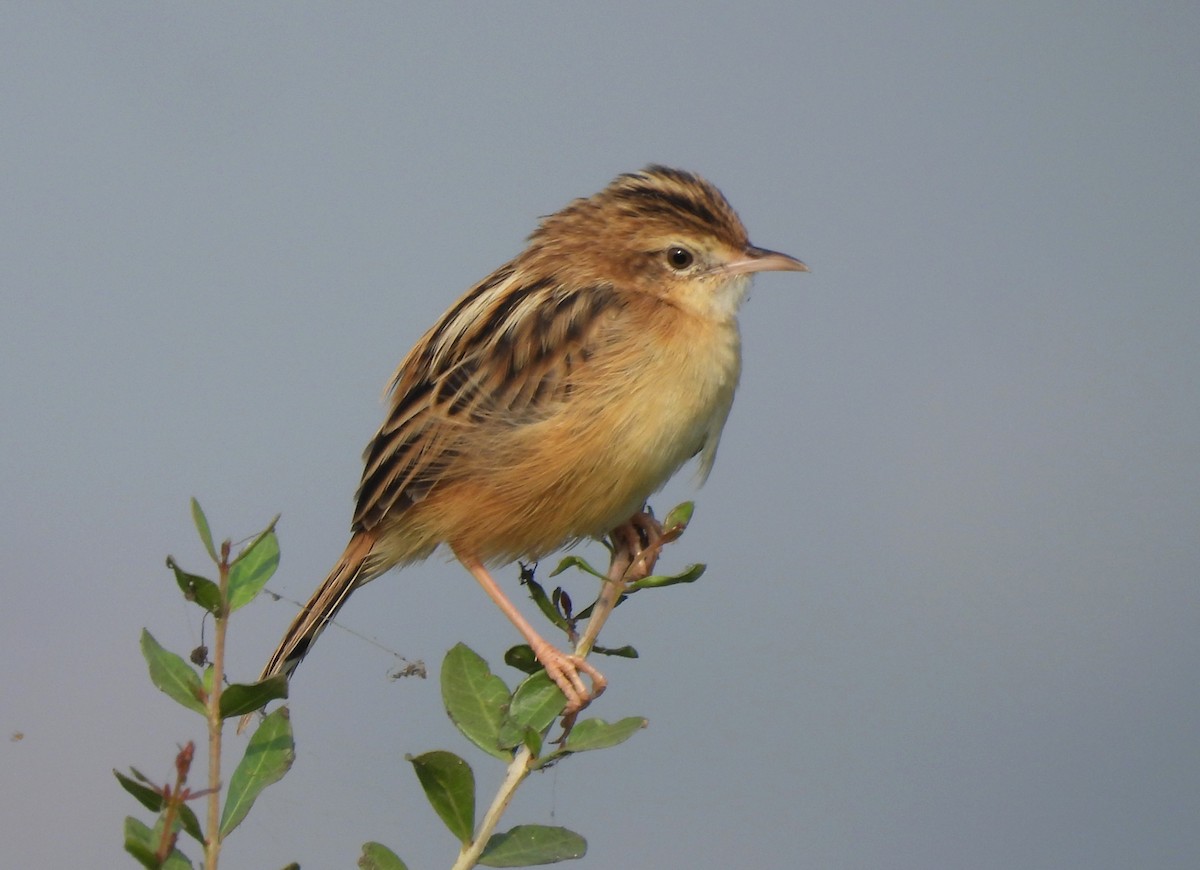 cistovník rákosníkový - ML646043849