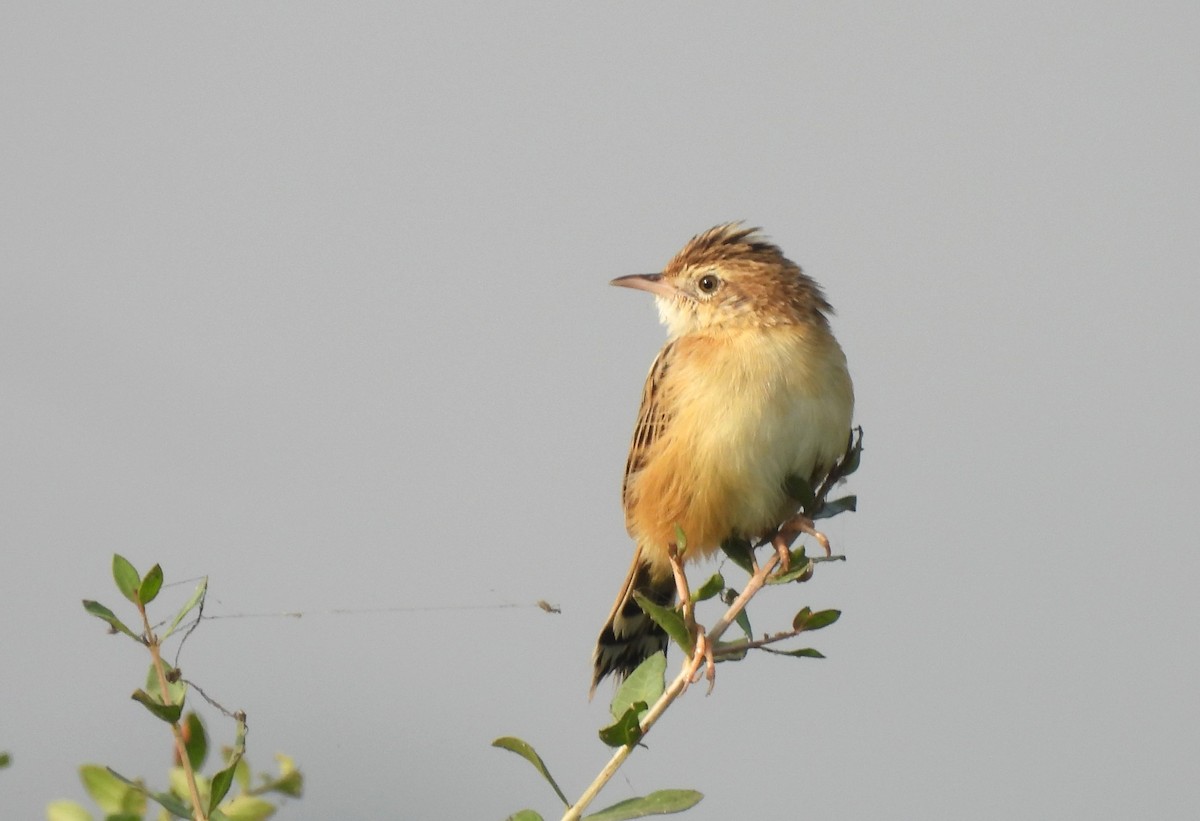 cistovník rákosníkový - ML646043850