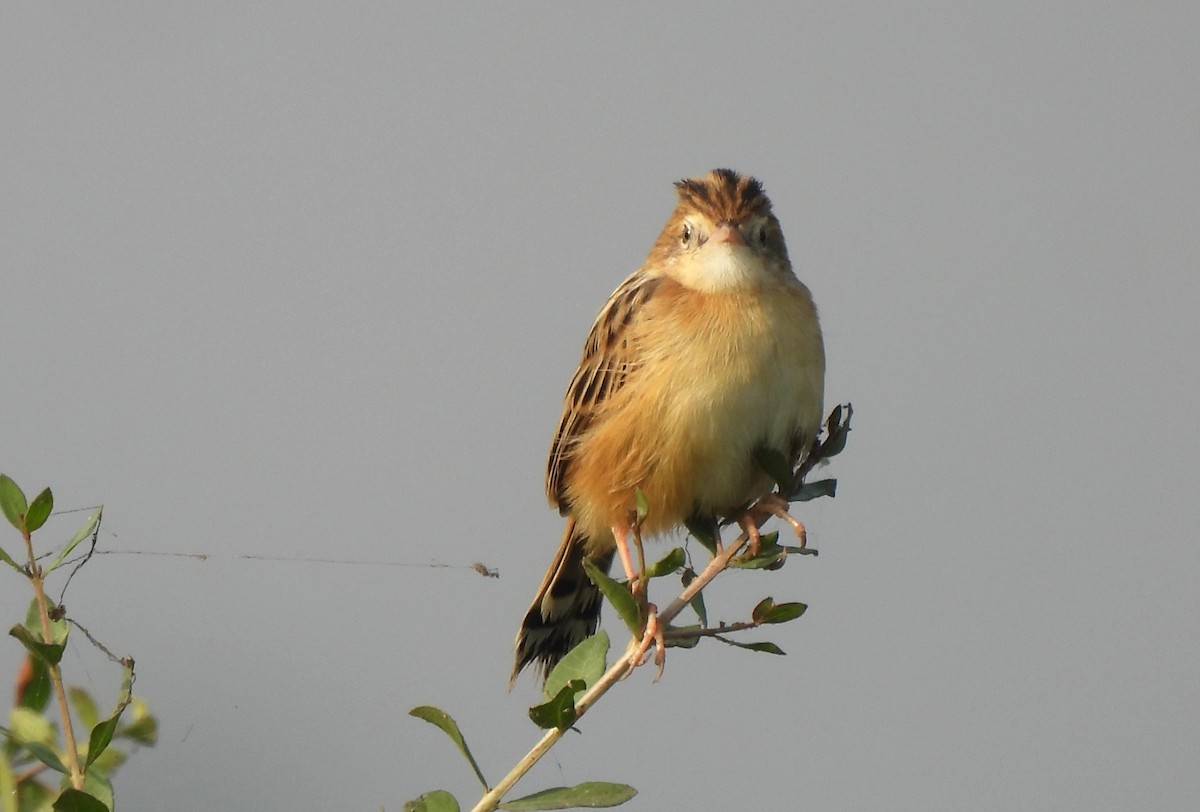 cistovník rákosníkový - ML646043851