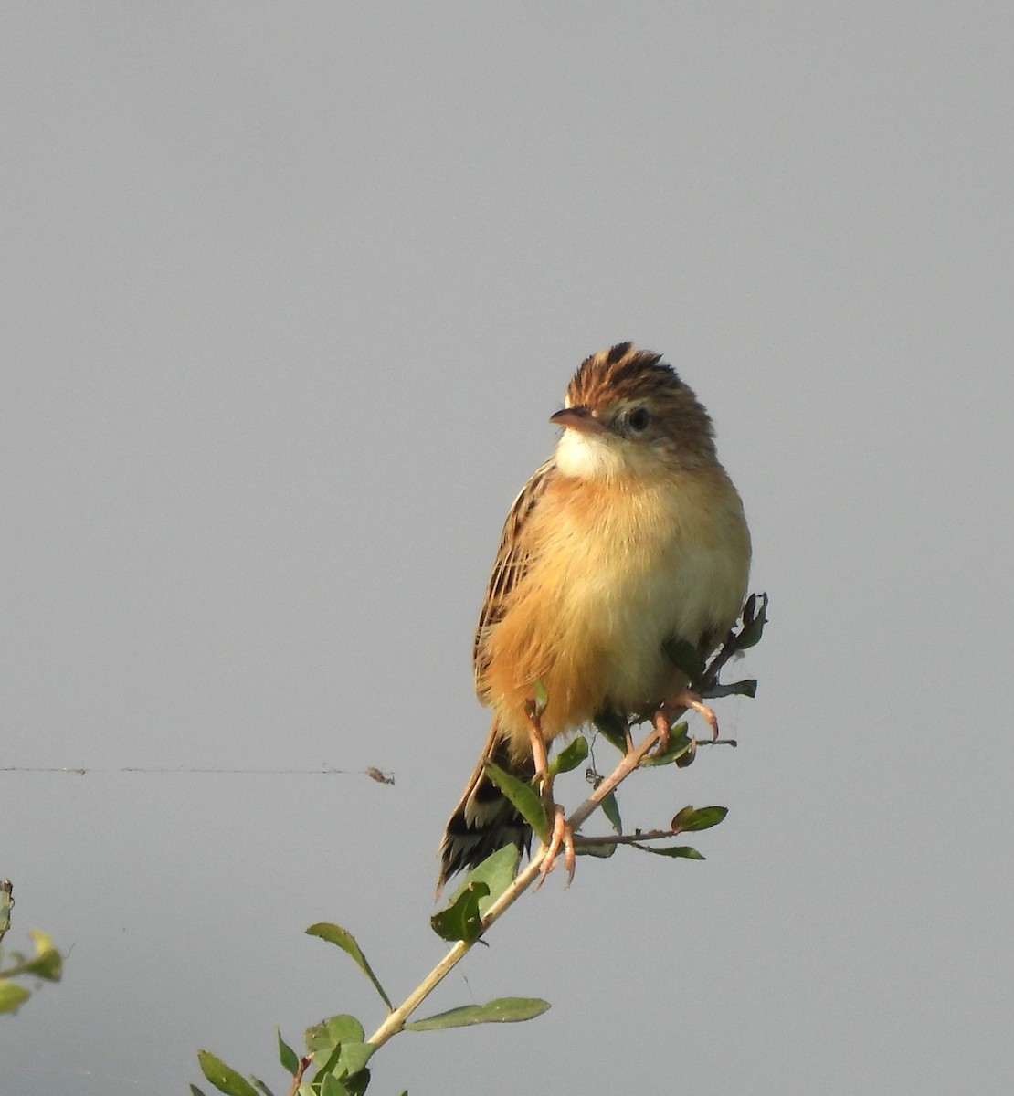 cistovník rákosníkový - ML646043852