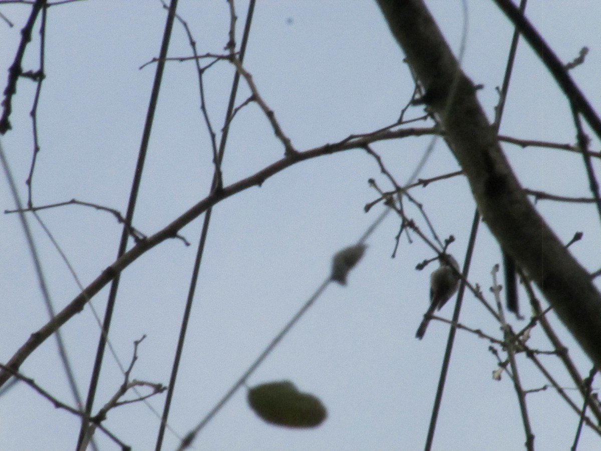 Long-tailed Tit - ML646043859